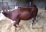 2 Pbr Hereford Bulls And 3  Pbr Hereford Hefiers F