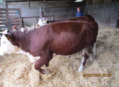 2 Pbr Hereford Bulls And 3  Pbr Hereford Hefiers F