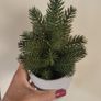 Artificial Plants in Ceramic Pots x7 Image 10