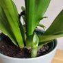 Sansevieria Moonshine plant in white ceramic pot Image 4
