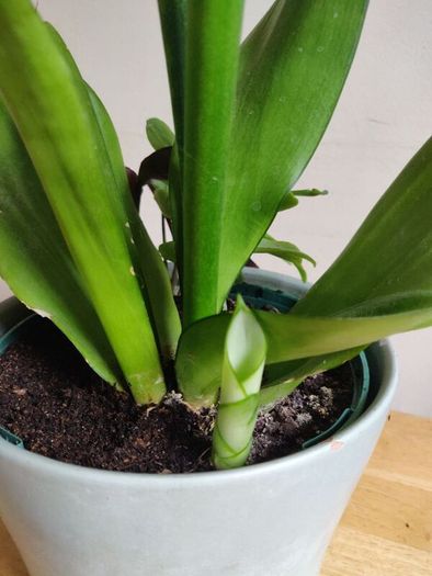 Sansevieria Moonshine plant in white ceramic pot