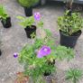 clearance of 15 shrubs and 4 trees Image 3