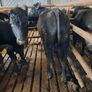 Aa bullocks Image 3