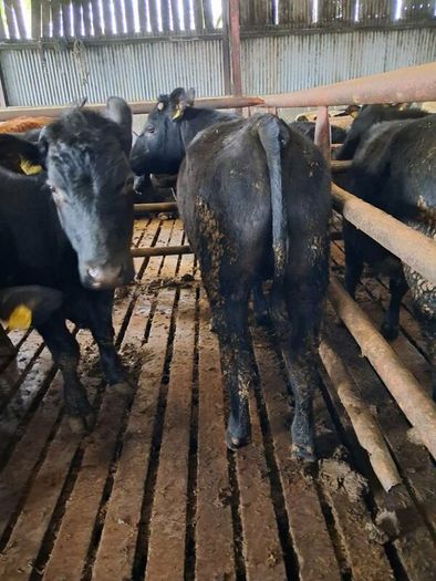 Aa bullocks