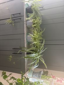 Spider Plants