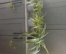 Spider Plants