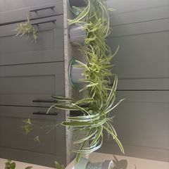 Spider Plants