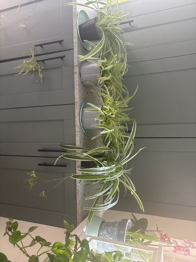 Spider Plants
