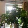 Big plant Image 3