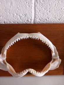 silky shark jaws