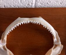 silky shark jaws