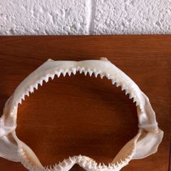 silky shark jaws