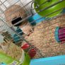 Hamster cage Image 3