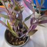 plant purple heart Image 3