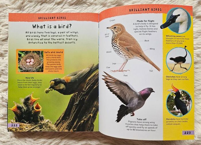 Miles Kelly Junior Encyclopedia