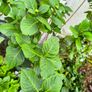 garden plants Image 3