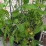 tomato Image 7
