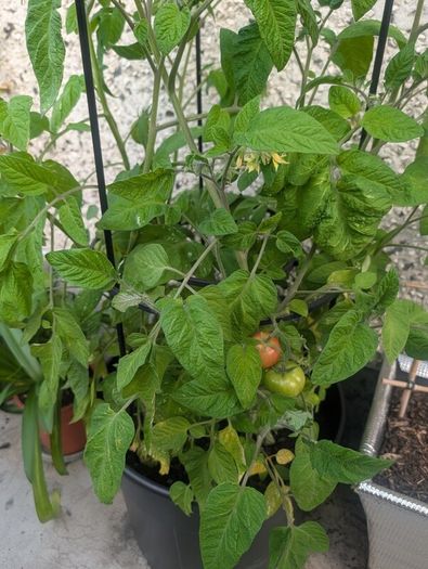 tomato