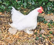 Pekin Bantams roosters