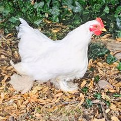 Pekin Bantams roosters