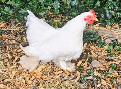 Pekin Bantams roosters
