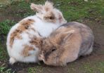 Rabbits