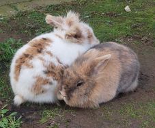 Rabbits