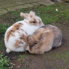 Rabbits
