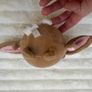 Build A Bear BAB Kabu Pawlette Kawaii Bunny Mini Plush Rabbit approx. 4" Used Please see photos Image 6