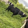PBR Angus bull Image 5
