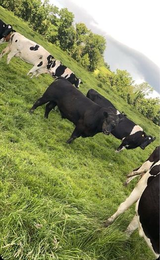 PBR Angus bull