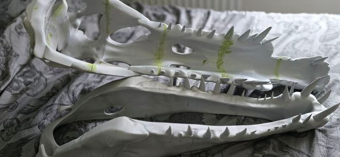 Spinosaurus Skull