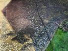Pro-Cut Pressure Washing and Garden Maintenance Dublin Image 2
