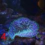 fish tanks accessories coral Image 10