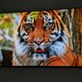 Sony 55" A80j Oled Tv Image 2