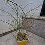 Silvergrass - Miscanthus 'Silver Charm' "Elephant grass" Image 2