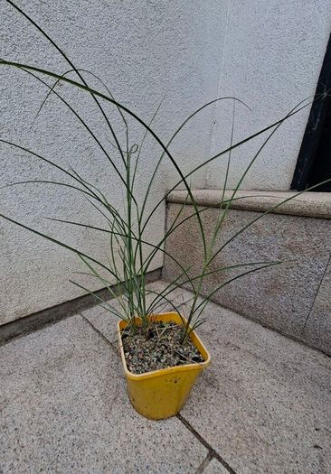 Silvergrass - Miscanthus 'Silver Charm' "Elephant grass"