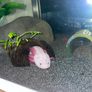 Premium Axolotl Juveniles Image 7