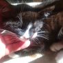 Kittens Image 4