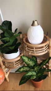 Plant Stand