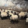 Suffolk ewe lambs Image 3