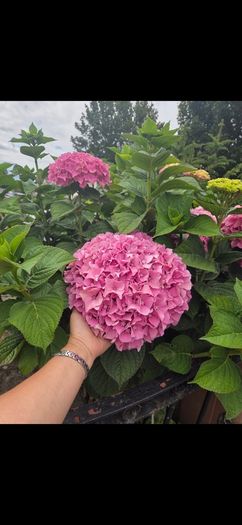 garden plants