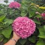 Hortensia Image 7