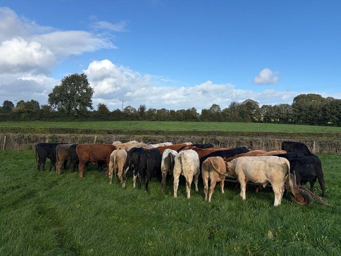 Cattle