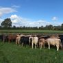 Cattle Image 4