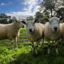 Texel hogget rams Image 5