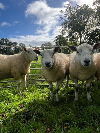 Texel hogget rams