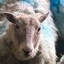 Sheep Image 9