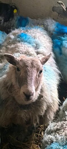 Sheep