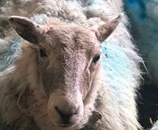 Sheep